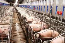 四川出台“七条措施”稳定生猪生产