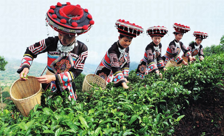 云南：多管齐下助力茶产业提档升级