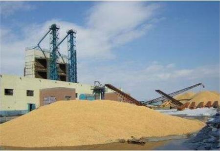 2023年新疆累计收购玉米743.6万吨 创历史新高