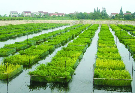 中国科学家用优良基因“模块”组装出超级水稻