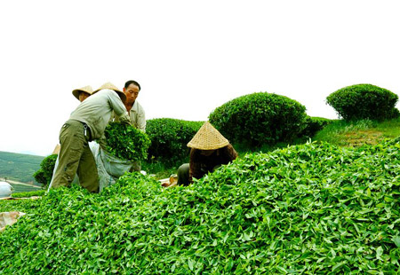 福建茶产业不断发展创新 出口实现逆势增长