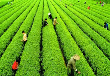 我国茶产业发展困境依然存在 转型升级有待加快