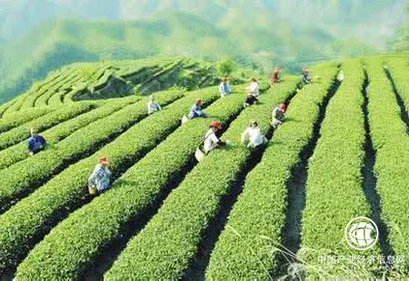 中国茶产业迎来复苏 茶企抢搭资本快车