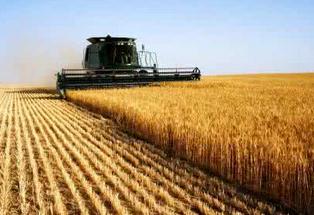 今年夏粮丰收实现“三提升” 小麦单产普遍提高