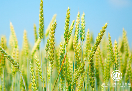山西省小麦单产再创新纪录 实打验收亩产711.5公斤