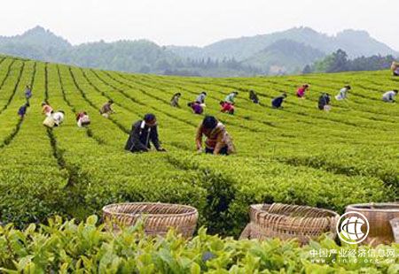 品牌影响力不足 中国茶出口非洲还需时日