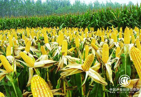以鲜食品种为突破口 贵州调整玉米种植结构