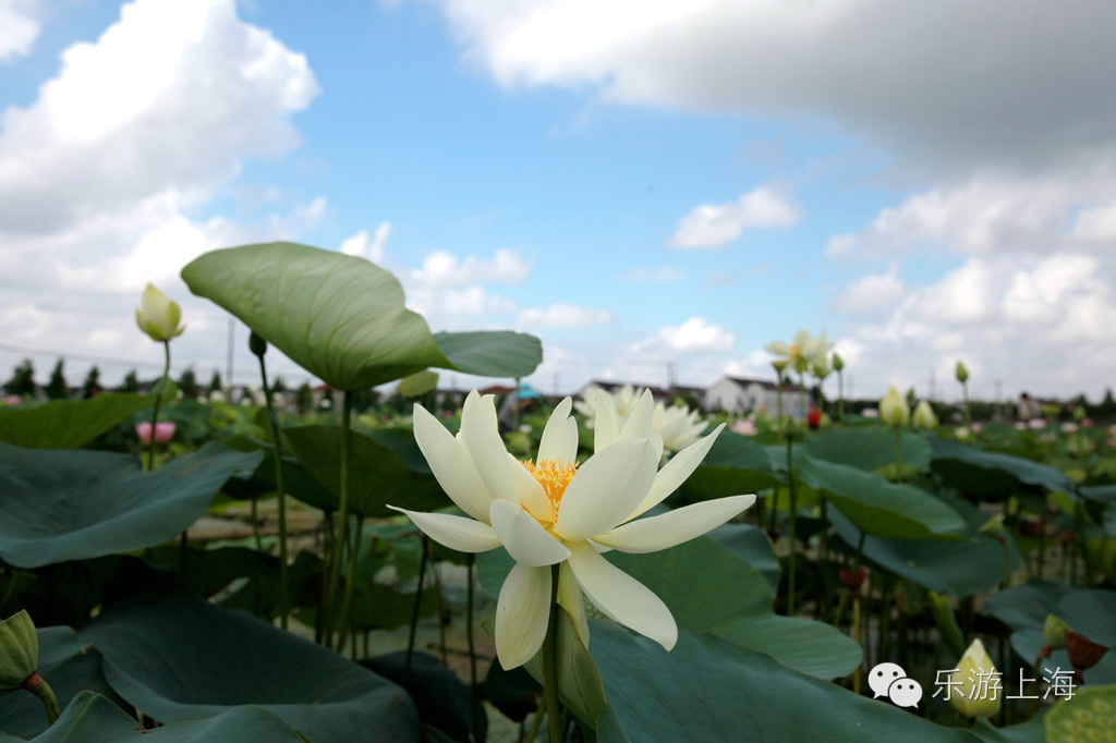 上海: 千亩荷花迎客来