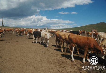 美国牛肉重返中国市场 中国肉牛产业亟待转型升级