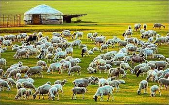 内蒙古打造绿色农畜产品生产加工输出基地