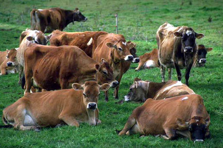 吉林省做强牛产业 “犇”向“牛”未来
