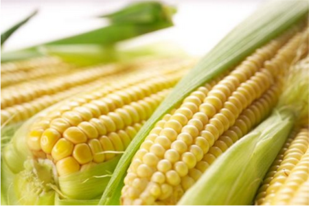 鲜食玉米依靠品种带动产业发展