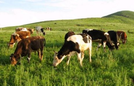 改革开放40年内蒙古农牧业经济发展成效显著