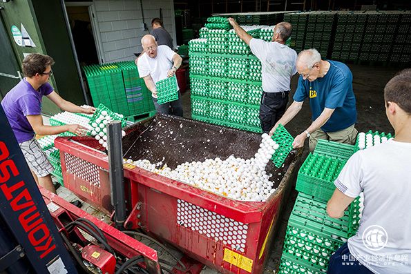 毒鸡蛋事件已波及七国，中国未从欧盟进口禽蛋产品