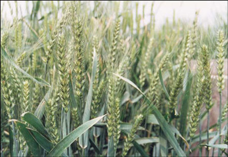 新疆选育优质春小麦品种再次刷新全国优质春小麦高产纪录