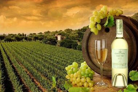 河北省昌黎县葡萄酒产业调查：从第一瓶到全产业链