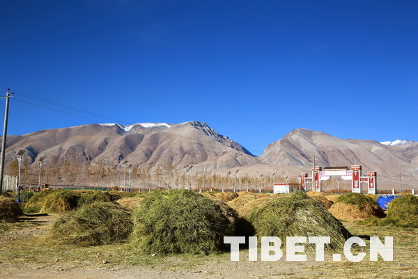 西藏人工种草遥感监测公报：改善草原生态环境成效明显