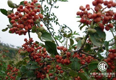 陕西韩城被授予“中国花椒之都”称号