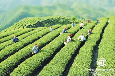 未来3年贵州茶产业实施