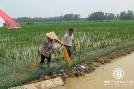 绿色融合发展 湖北潜江“虾稻共作”成“生态福利”