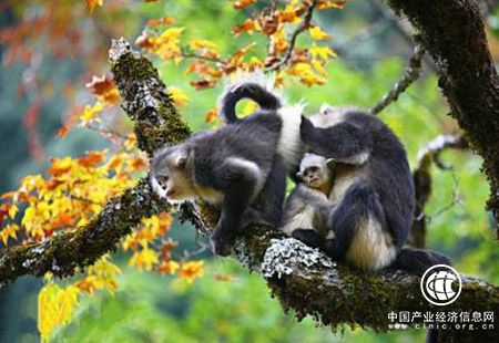 云南省迪庆州被授予“中国滇金丝猴之乡”美誉