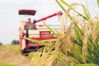 江苏发展生态循环种养模式 “虾稻米”迎来收获期