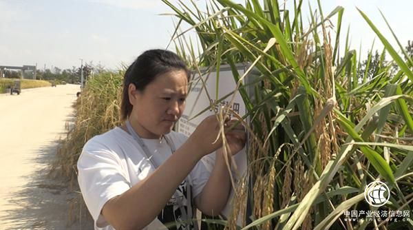 袁隆平海水稻今日测产 未来将在中国2.8亿亩盐碱地推广
