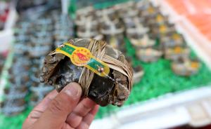 23日正式开捕，市场“横行”的阳澄湖大闸蟹有多少是真的？