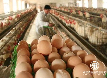 河南产蛋量全国第一 为啥郑州没蛋品批发市场？