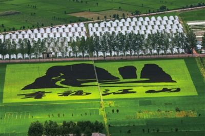 今年以来江苏创意休闲农业营收逾250亿元