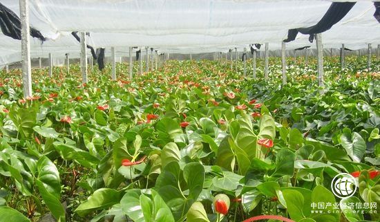 海南推进热带花卉产业发展 助力国际旅游岛建设