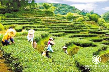 福建省茶产业标准化技术委员会成立