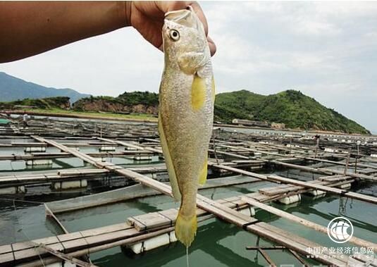 转方式 调结构 福建宁德市推进大黄鱼产业发展