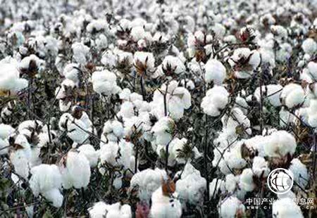 棉价回归市场 质量稳步提升