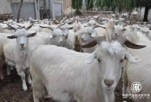 山西省怀仁县发展“羊产业”助农民增收