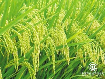 绿色超级稻在海内外推广达1.4亿亩