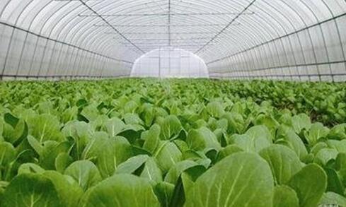 安徽已创建长三角绿色农产品生产加工供应基地256个
