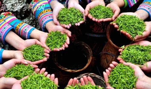 “贵州绿茶”获农产品地标示范样板创建资格