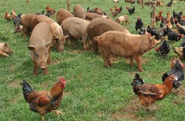 “十三五”农业部将着力提升我国畜禽种业水平