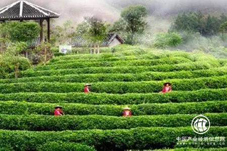 陕西省商南县再获“中国名茶之乡”称号