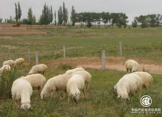 宁夏盐池县投资10.36亿元扶持滩羊产业