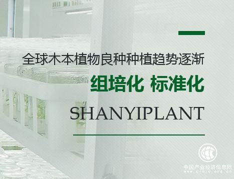 上海杉一植物普及东方衫在城市绿化中的作用