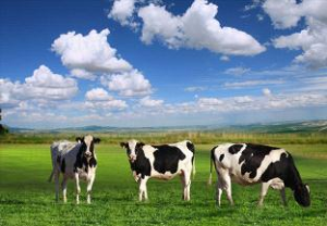 牛奶价格保险政策落地内蒙古兴安盟