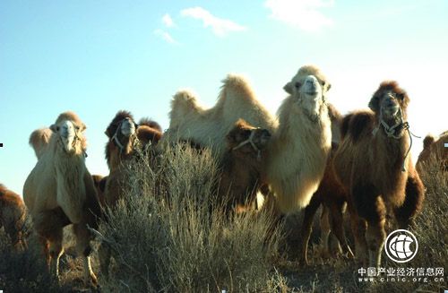 新疆福海县骆驼