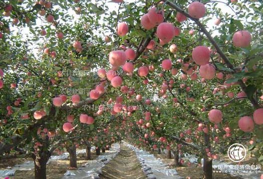 云南昭通：50万人依托苹果产业脱贫