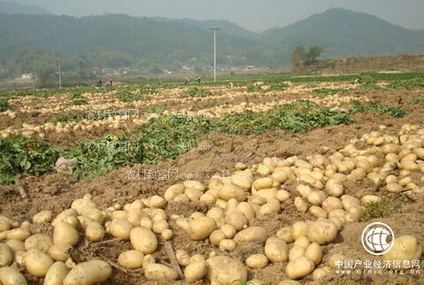 马铃薯主食化战略助推贵州省威宁县薯业升级