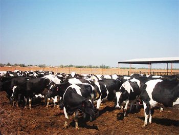 黑龙江黑河全力推动畜牧业高质量发展
