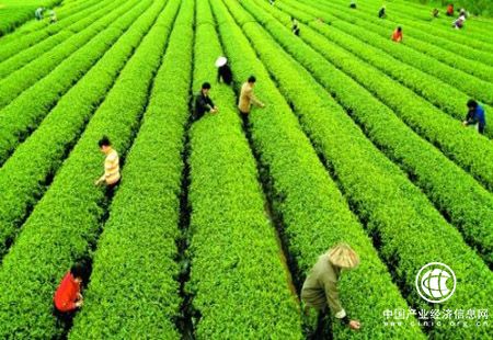 贵州黔南州拟建五十个茶叶标准样板基地