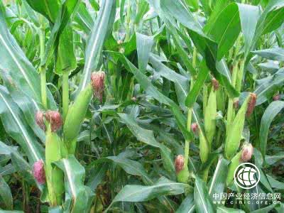 山西：2017年调减籽粒玉米187万亩