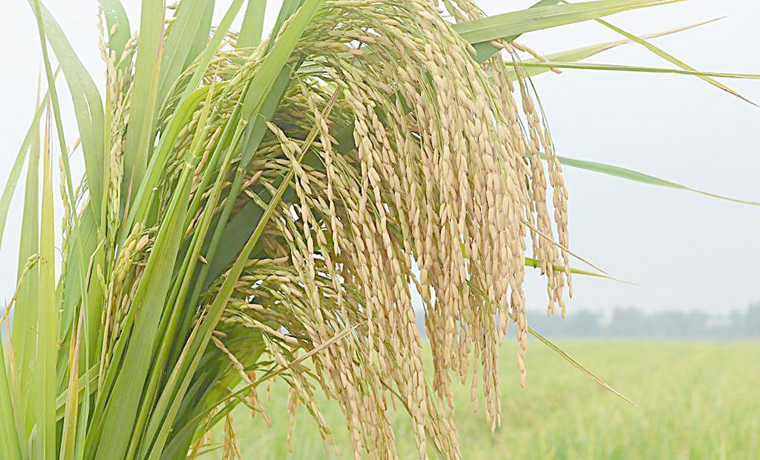 农业农村部：水稻等大宗作物用种中国已实现全部自主选育